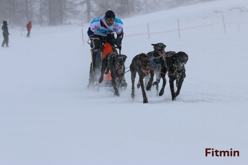 Michal Ženíšek - sprint 4 dogs
